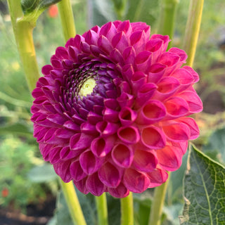 Dahlia ‘Skeena Kiss Kiss’