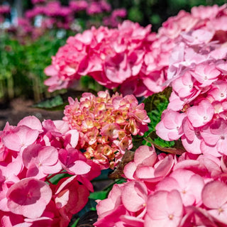 Hydrangea macrophylla ‘Soul Mate’