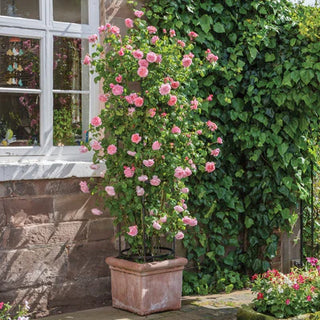 Rose ‘Strawberry Hill’