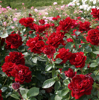 Rose ‘Sunbelt Desmond Tutu’