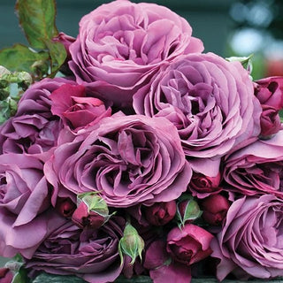 Close-up of a bouquet of pink and purple roses with green leaves.