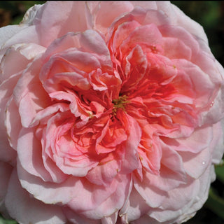 Rose ‘Sunbelt Savannah’