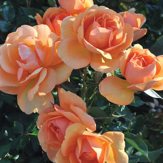 Rose ‘Sunbelt South Africa’
