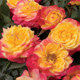 Rose ‘Sunblaze Rainbow’ TF