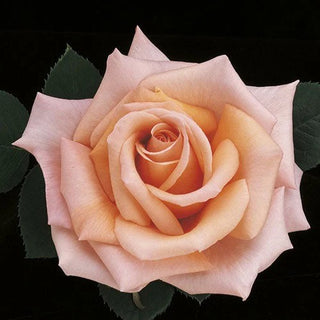 Close-up of a pink rose with green leaves on a black background