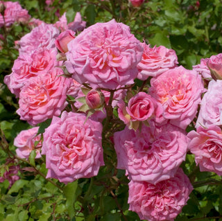 Bouquet of pink roses with green leaves in the background