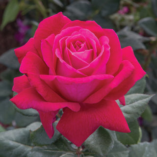 Rose ‘Sweet Spirit’