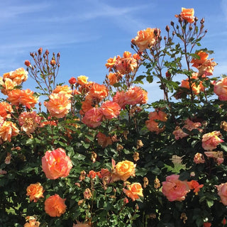 Rose ‘Arborose Tangerine Skies’