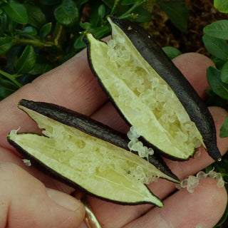 Finger Lime - ‘Tasty Green’