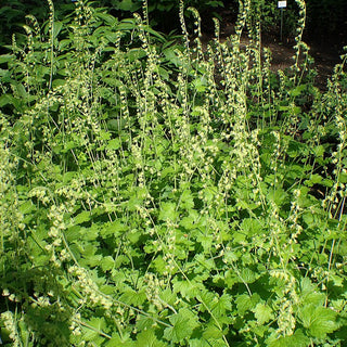 Tellima Grandiflora