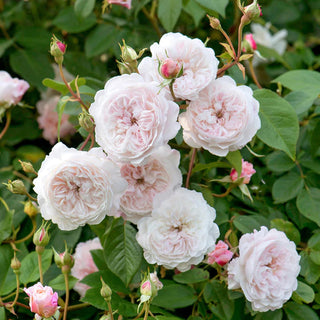 David Austin Rose ‘The Albrighton Rambler’