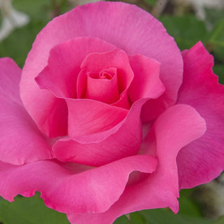 Rose ‘The McCartney Rose’