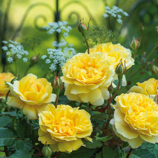 Rose ‘The Poet’s Wife’ Standard or Tree Form