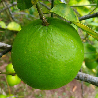 Citrus 'Key Lime'