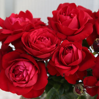 Close-up of a bouquet of red roses with a blurred background