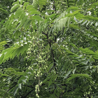 Chop Suey Tree