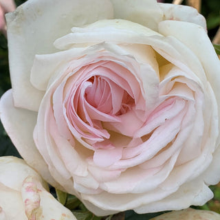 Rose ‘Top Cream’