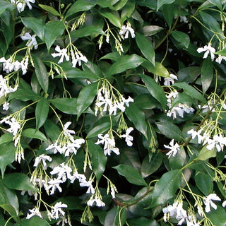 Trachelospermum Jasminoides