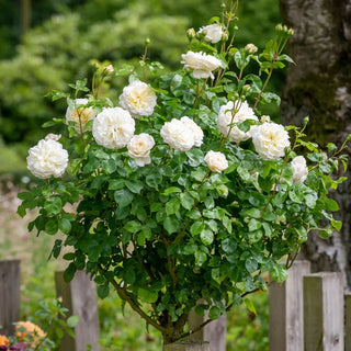 Rose ‘Tranquillity™’ Standard or Tree Form