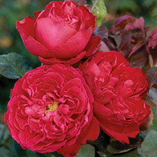 Rose ‘Traviata'
