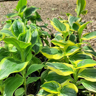 Tricyrtis Ninja Star