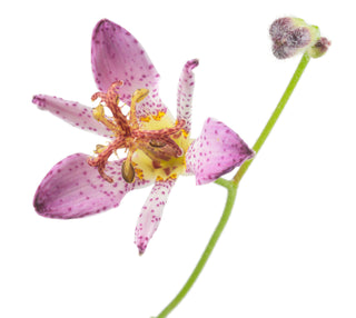 Tricyrtis Ninja Star