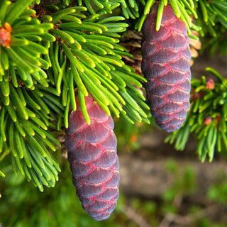 Tsuga Mertensiana