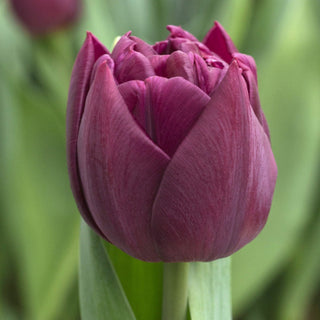 Tulip 'Alison Bradley'