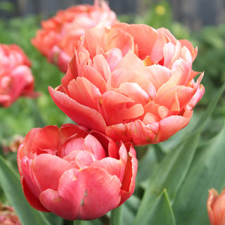 Tulip 'Copper Image'