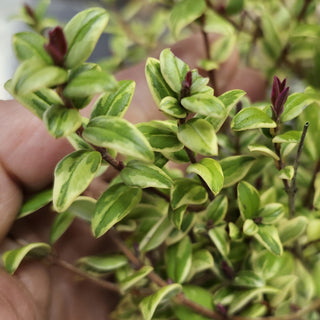 Chilean Guava - Ugni molinae ‘Flambeau’