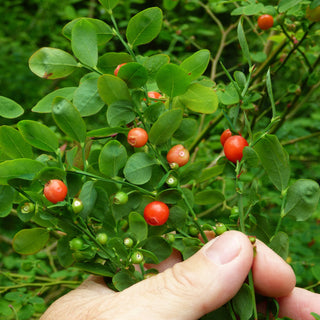 Vaccinium Parvifolium