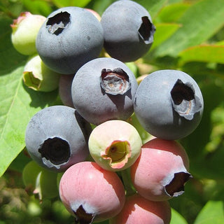 Northsky Blueberry