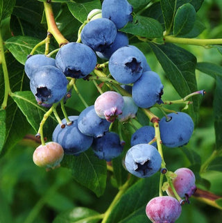 Blueberry Blue Crop