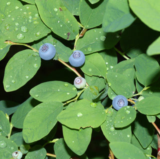 Blueberry - Vaccinium ovalifolium