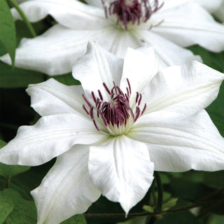 Clematis ‘Vancouver Fragrant Star’ 