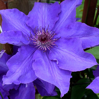 Clematis ‘Purple Tide’