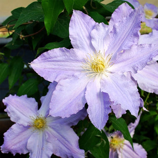 Clematis ‘Vancouver Sea Breeze’