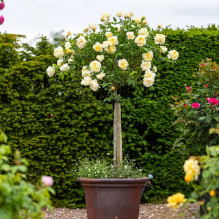 Rose ‘Vanessa Bell™’ Standard or Tree Form