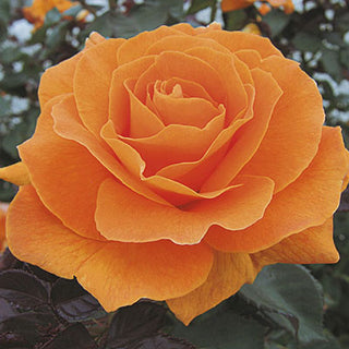 Rose ‘Vavoom’