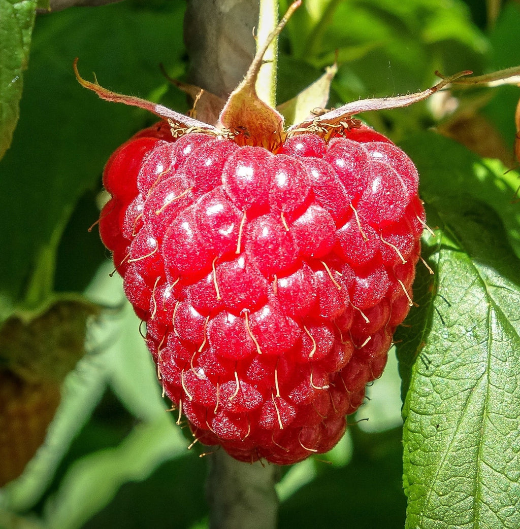 Shaver Raspbery Preorder Raspberry - ‘Vintage’ | Amsterdam Garden Centre