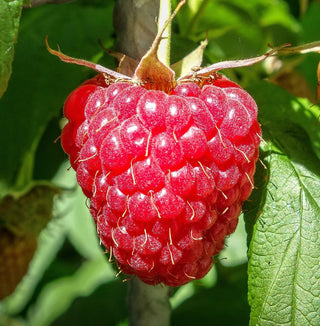 Raspberry - ‘Vintage'