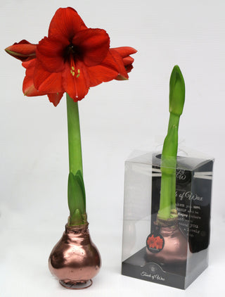 Amaryllis Waxed Red Kit