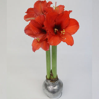 Amaryllis Waxed Red