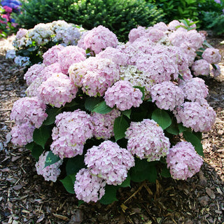 Hydrangea macrophylla ‘Wee Bit Innocent’