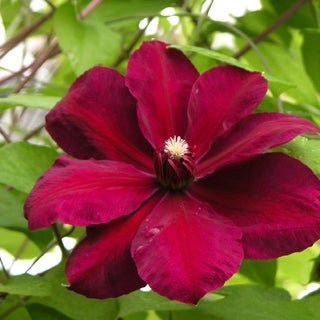Clematis ‘Westerplatte’