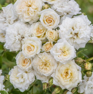 Rose ‘White Drift'