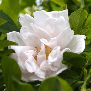 Rose ‘White Pavement'