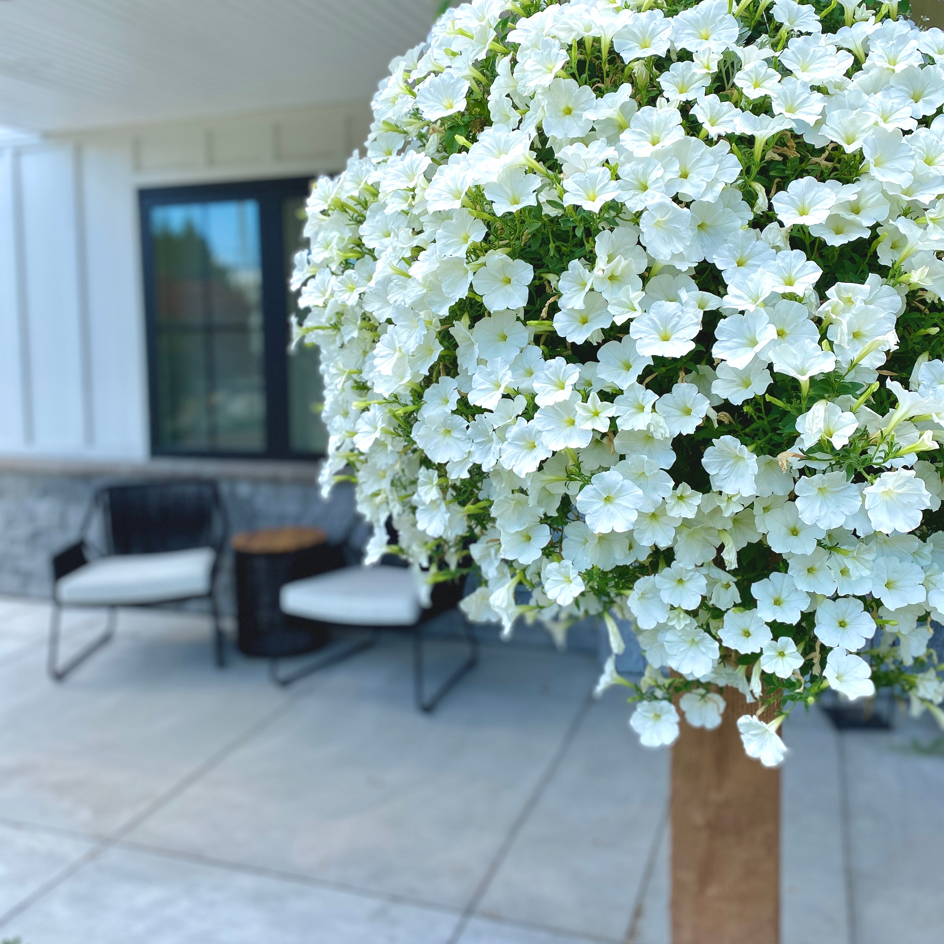 plants with hanging white flowers Preorder Lindsay's Favourite All-White Moss Hanging Basket