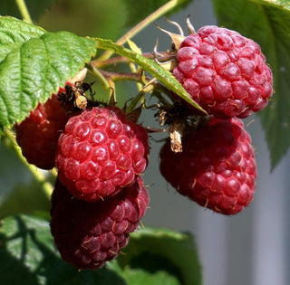 Raspberry - ‘Willamette'