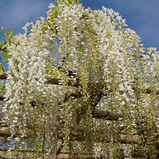 Wisteria Floribunda Longissima Alba